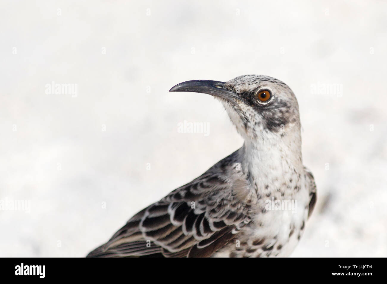 Hood mockingbird (Mimus macdonaldi) sur la plage, Gardner Bay, Espanola, Îles Galápagos Banque D'Images