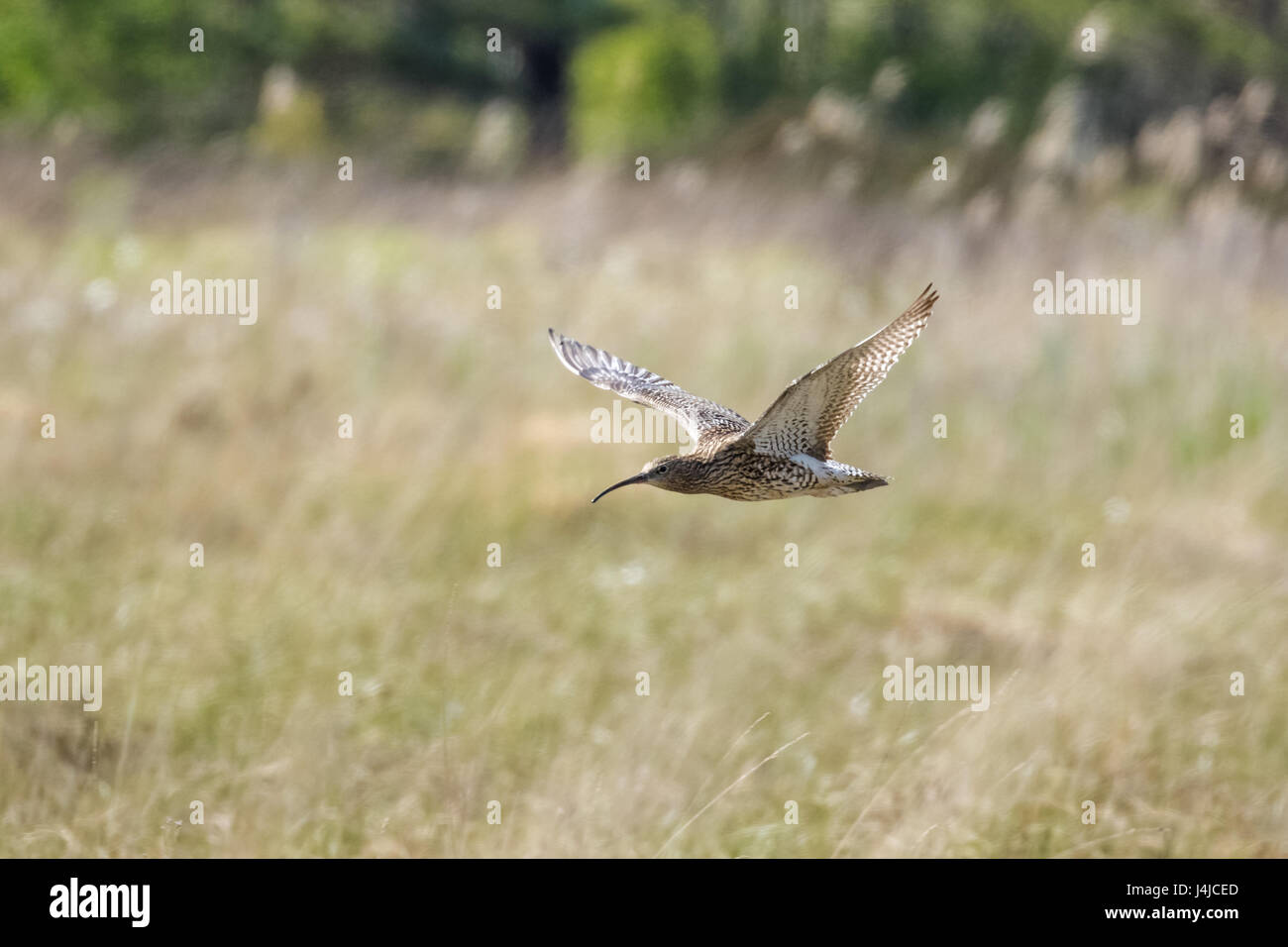Courlis cendré (Numenius arquata) volant bas à travers la lande en soleil ensoleillé Banque D'Images