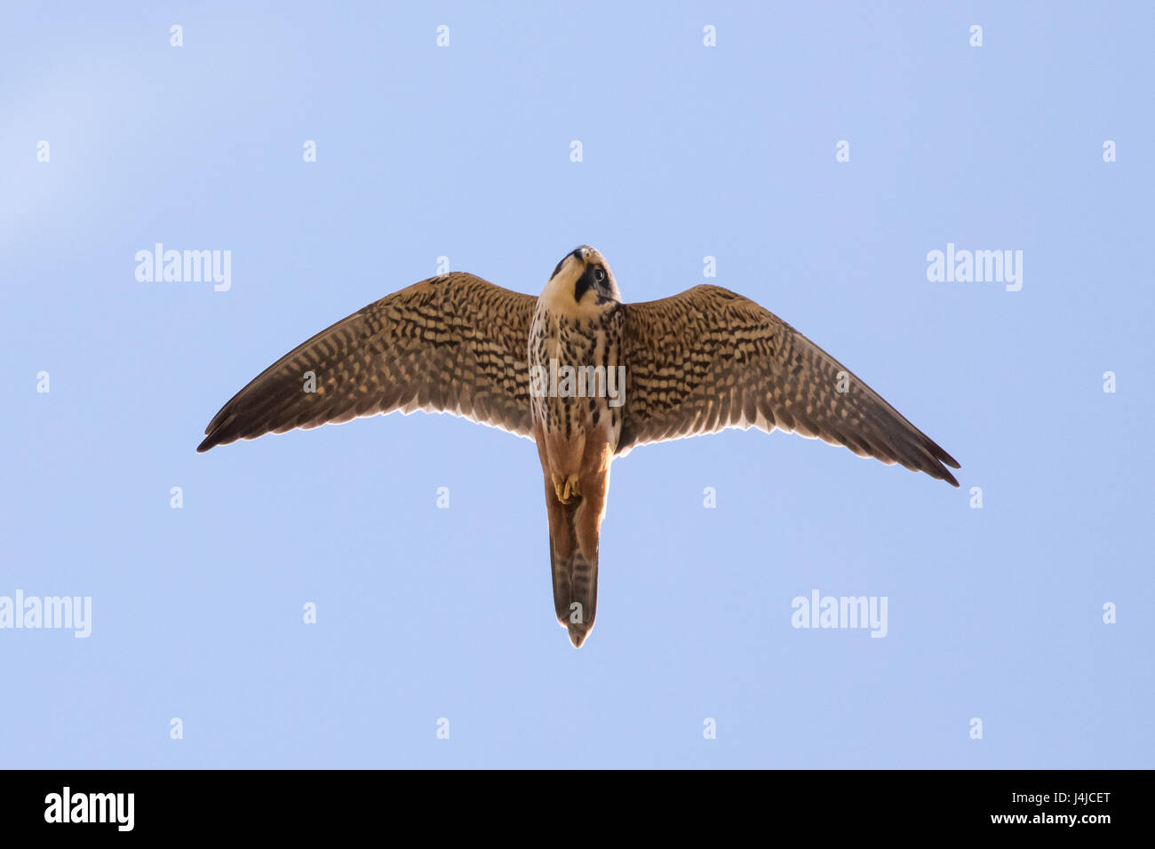 Close-up of hot Eurasian Hobby falcon (Falco subbuteo) vol, en vol au-dessus d'ailes, dessous et croupion rouge pantalon, regardant vers le bas Banque D'Images