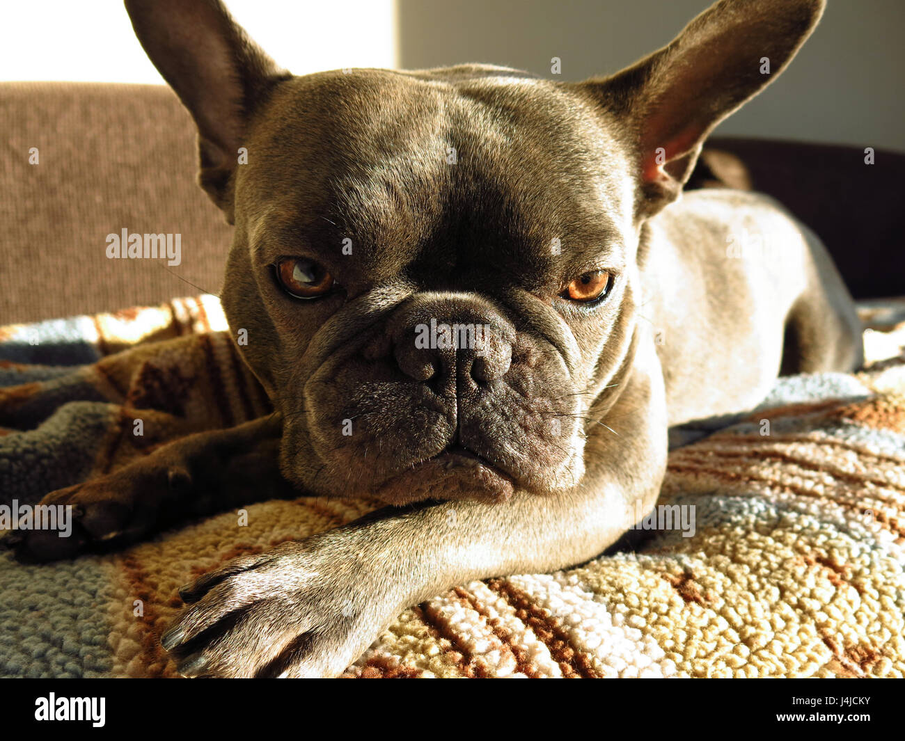 Grumpy Bouledogue Français à prendre le soleil sur la table Banque D'Images Grumpy Bouledogue Français à prendre le soleil sur la table Banque D'Images