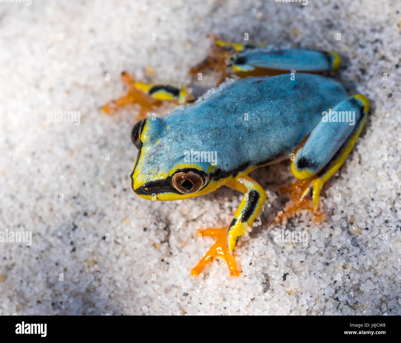 Boophis grenouille d'arbre de Madagascar Banque D'Images