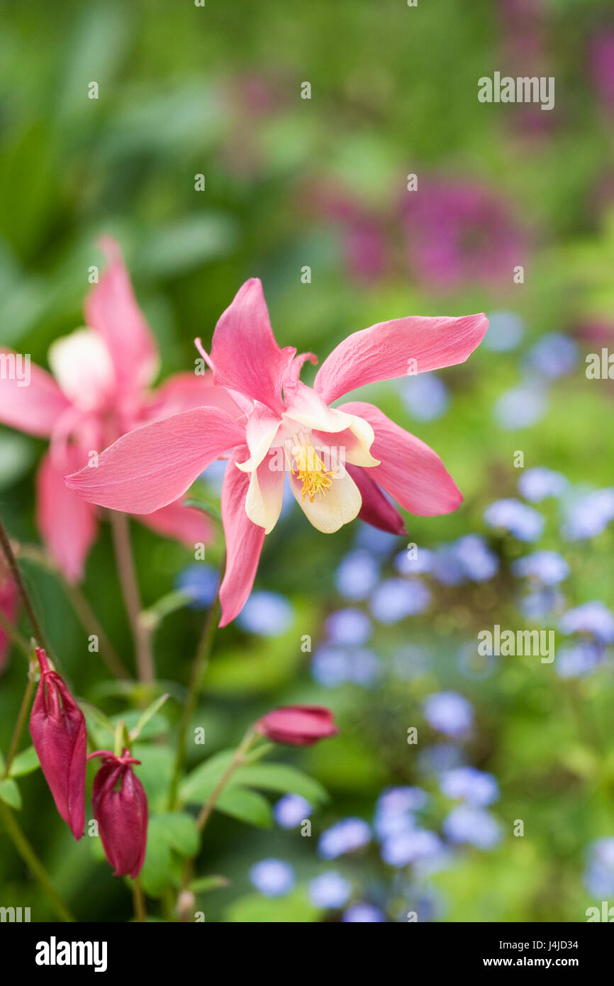 Aquilegia rose et blanc au printemps la floraison. Banque D'Images