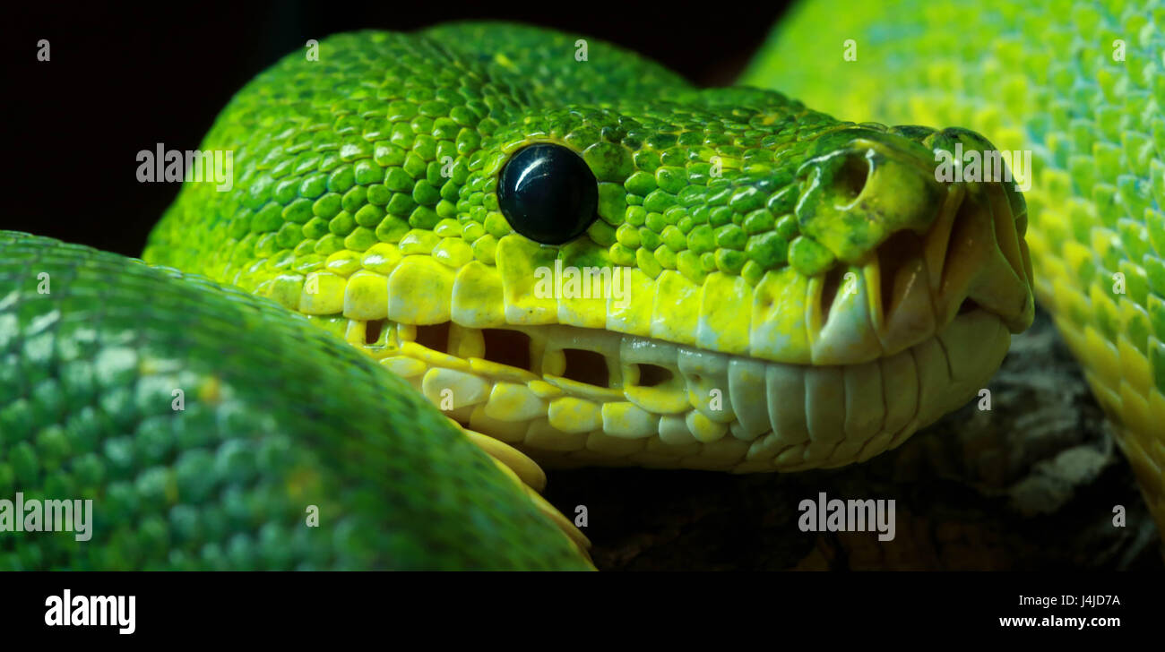 Arbre vert tête de python Banque D'Images