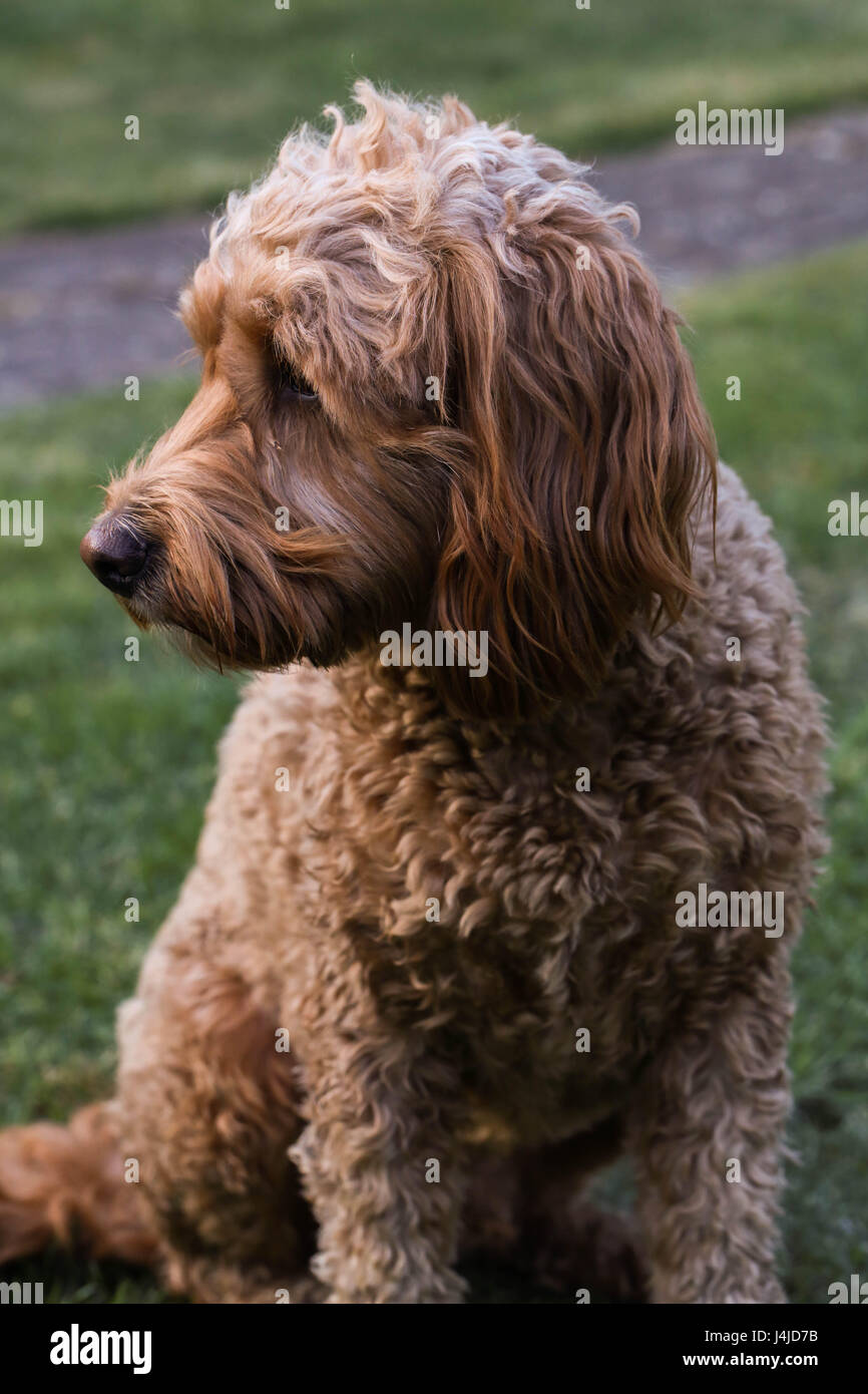 Chiot Golden doodle Banque D'Images