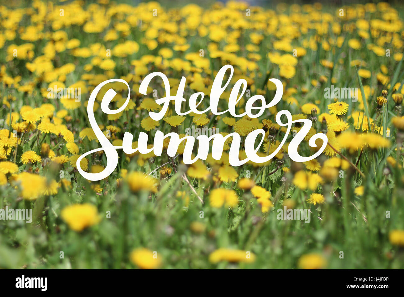 Arrière-plan de fleurs de l'été et bonjour le lettrage Banque D'Images