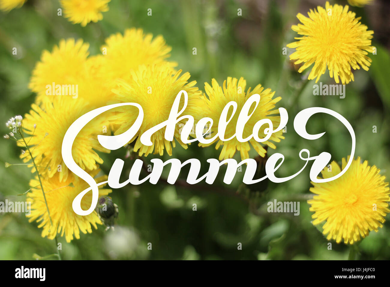 Arrière-plan de fleurs de l'été et bonjour le lettrage Banque D'Images