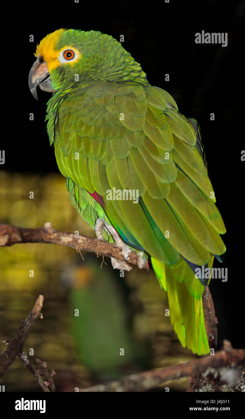 Couronné jaune/jaune (Amazona Amazon rieuses) orchrocephala Banque D'Images