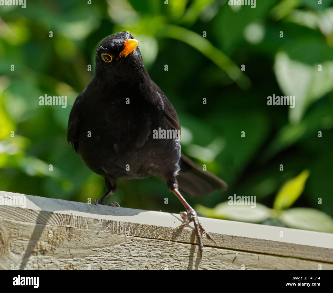 Blackbird (Turdus merula) mâle Banque D'Images