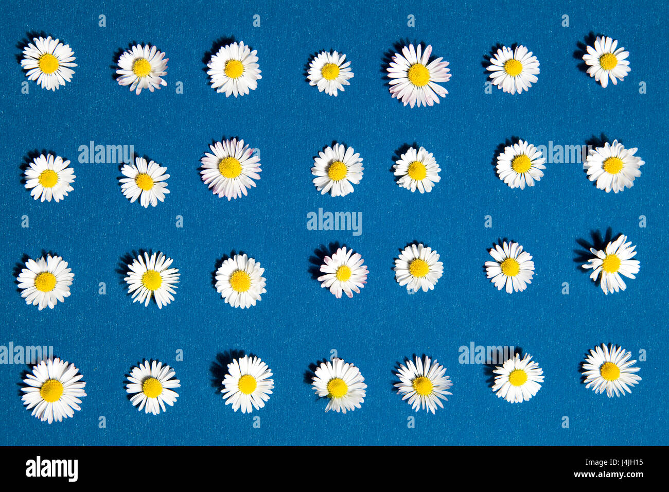 Schéma des marguerites et le pissenlit sur fond bleu Banque D'Images