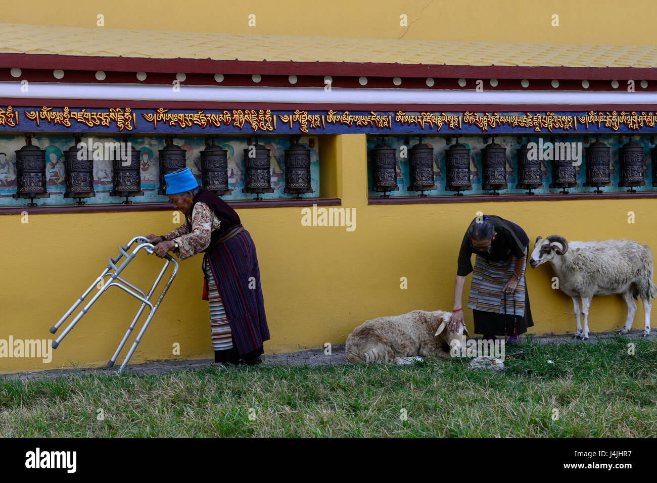 Le Népal Pokhara, camp de réfugiés tibétains, Prithvi femme handicapée tibétain de cercle autour de Stupa / NÉPAL Pokhara, tibetisches Fluechtlingslager Tibeterin umrundet Prithivi, alte mit Stupa Gebetsmuehlen Banque D'Images