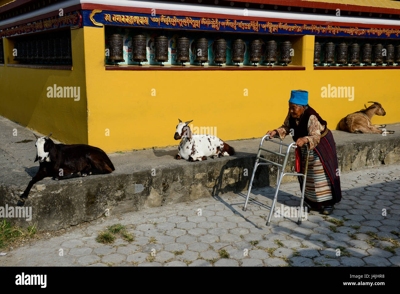 Le Népal Pokhara, camp de réfugiés tibétains, Prithvi femme handicapée tibétain de cercle autour de Stupa / NÉPAL Pokhara, tibetisches Fluechtlingslager Tibeterin umrundet Prithivi, alte mit Stupa Gebetsmuehlen Banque D'Images