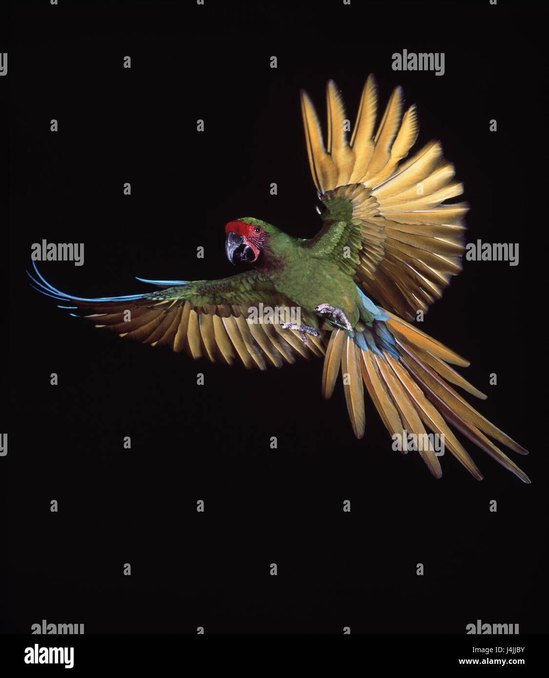 Petite Soldatenara, Ara militaris, vol des oiseaux, perroquets, Ara, Soldatenara, perroquet, Vogel, exotique, fly, studio, Banque D'Images