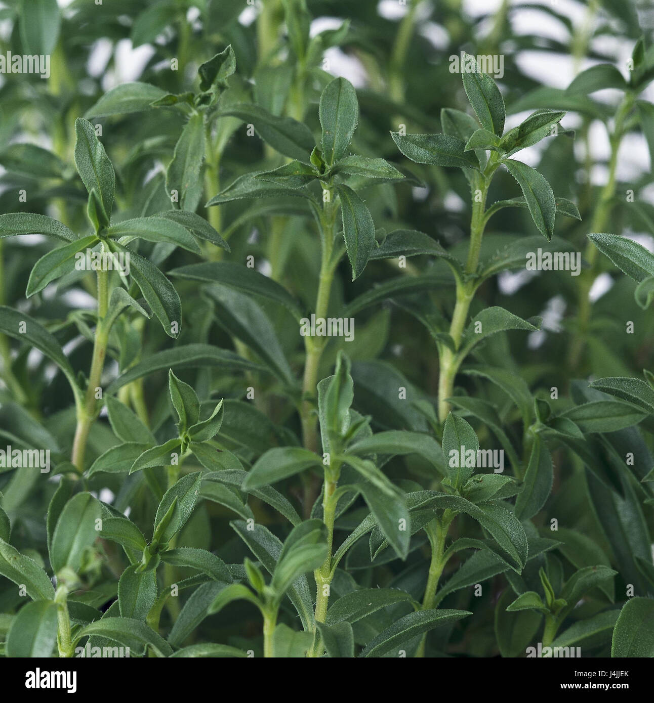 La sarriette des montagnes, Satureja montana, annexe hiver savoureux, Lippenblütler, épice, épices, plantes médicinales, plantes utiles plantes, herbes, herbes, sarriette, still life, studio Banque D'Images