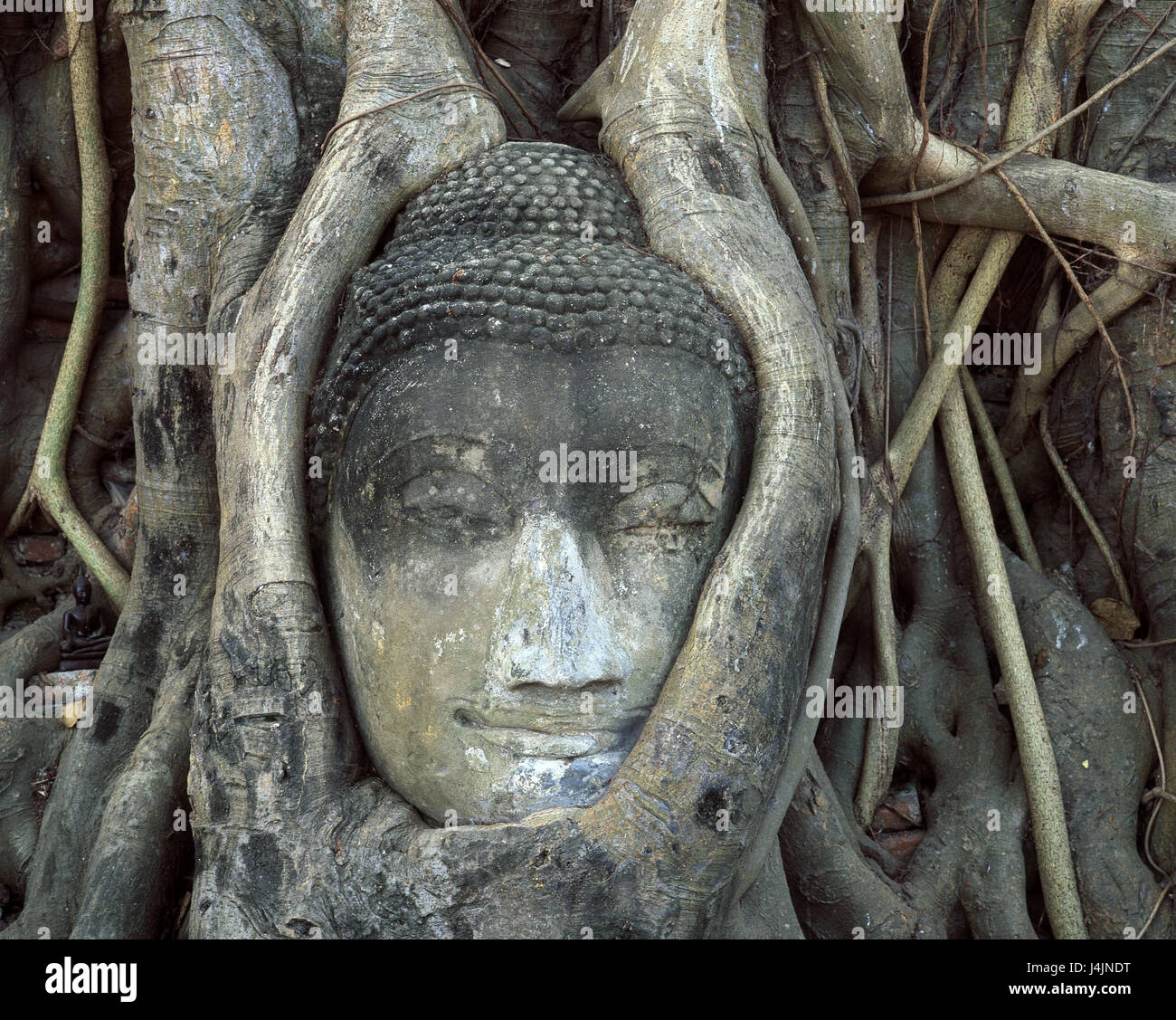 La Thaïlande, Ayutthaya, Wat Mahathat, statue, Bouddha, portrait, trunk Krung Kao, UNESCO-Patrimoine culturel, cultivé autour, poils incarnés Banque D'Images