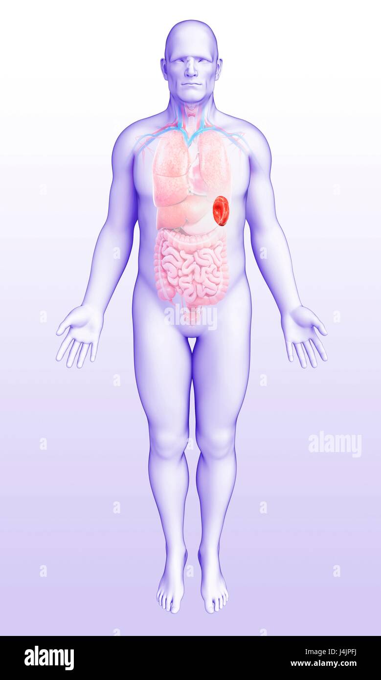 Illustration de l'homme anatomie de la rate. Banque D'Images