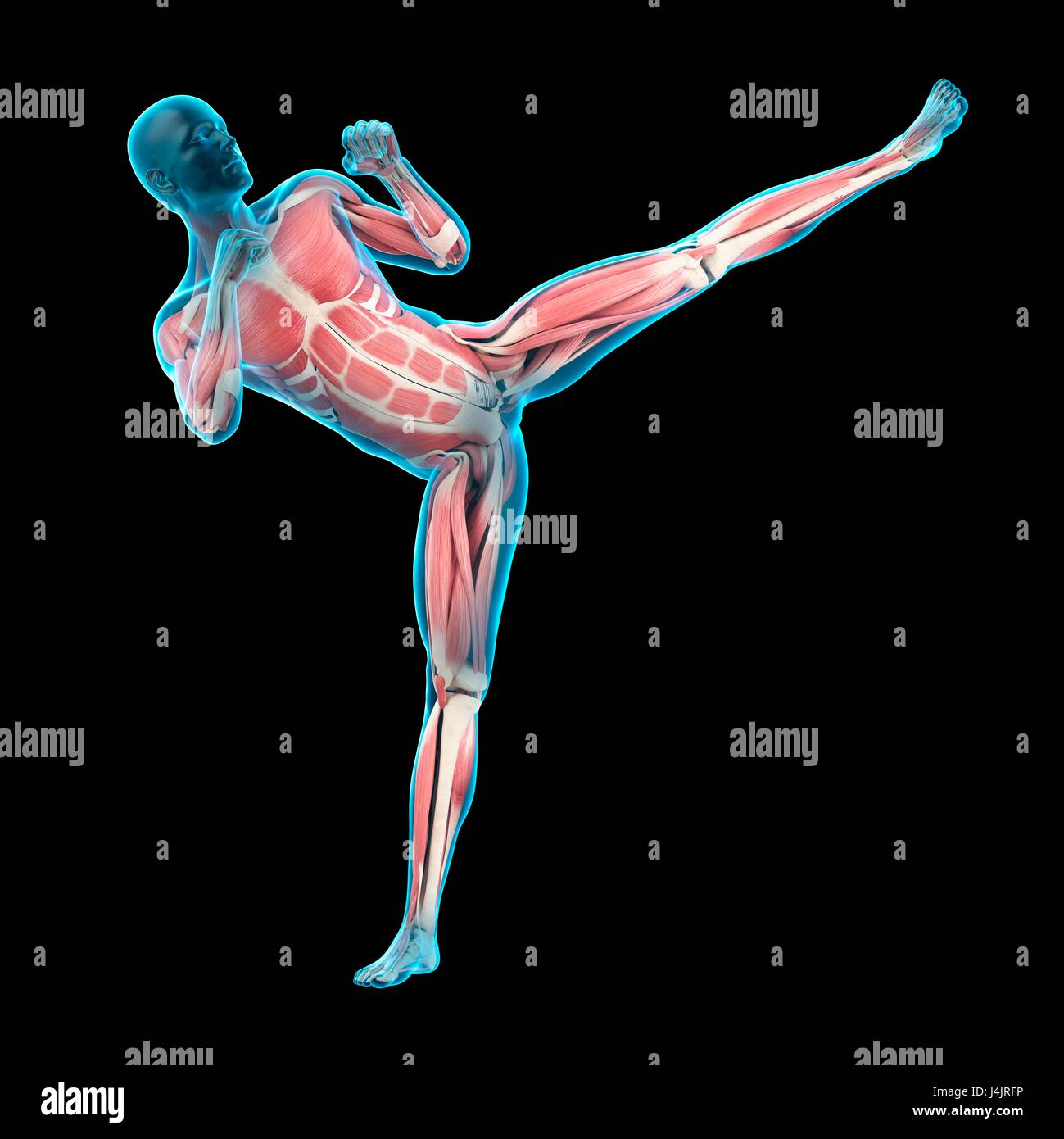 La structure musculaire de la personne faisant high kick, illustration. Banque D'Images