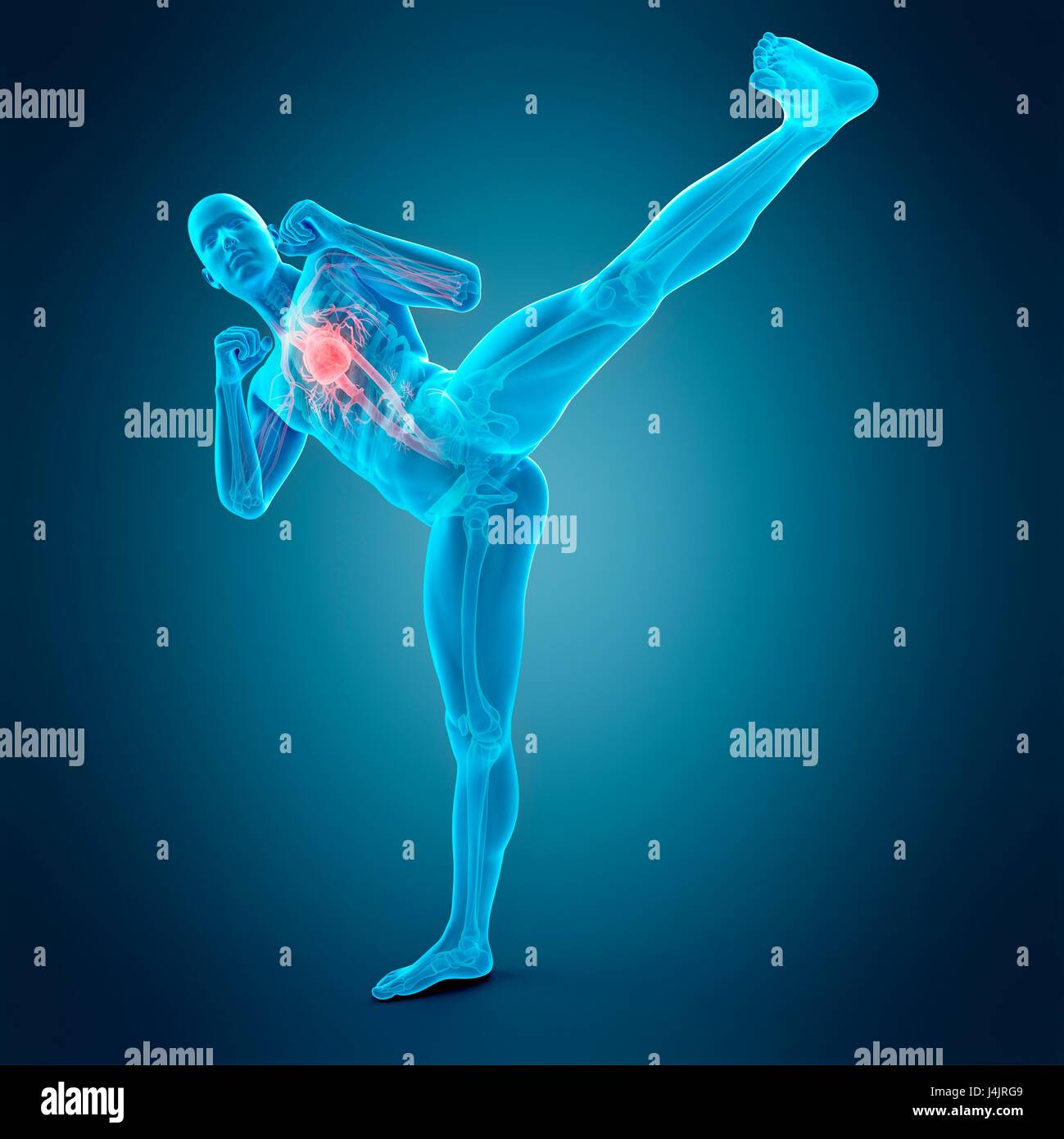 Anatomie de personne faisant high kick, illustration. Banque D'Images