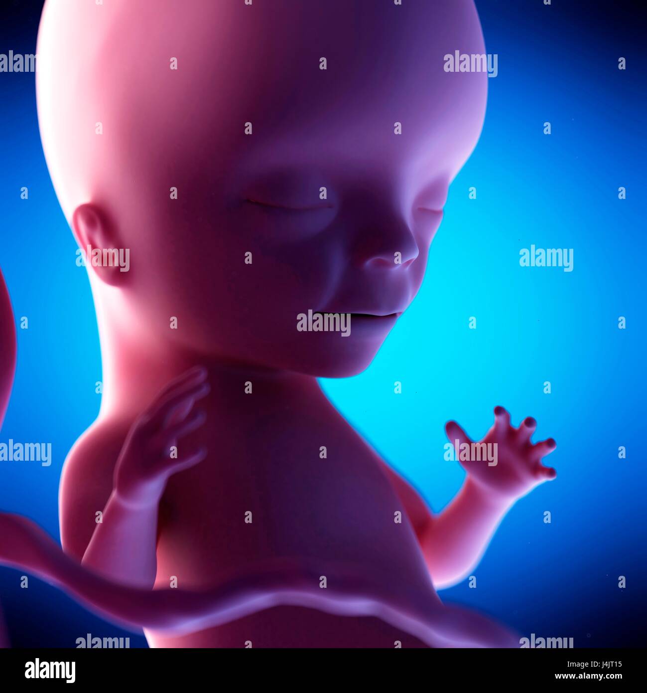 Foetus humain à la semaine 15 de la gestation, de l'illustration. Banque D'Images