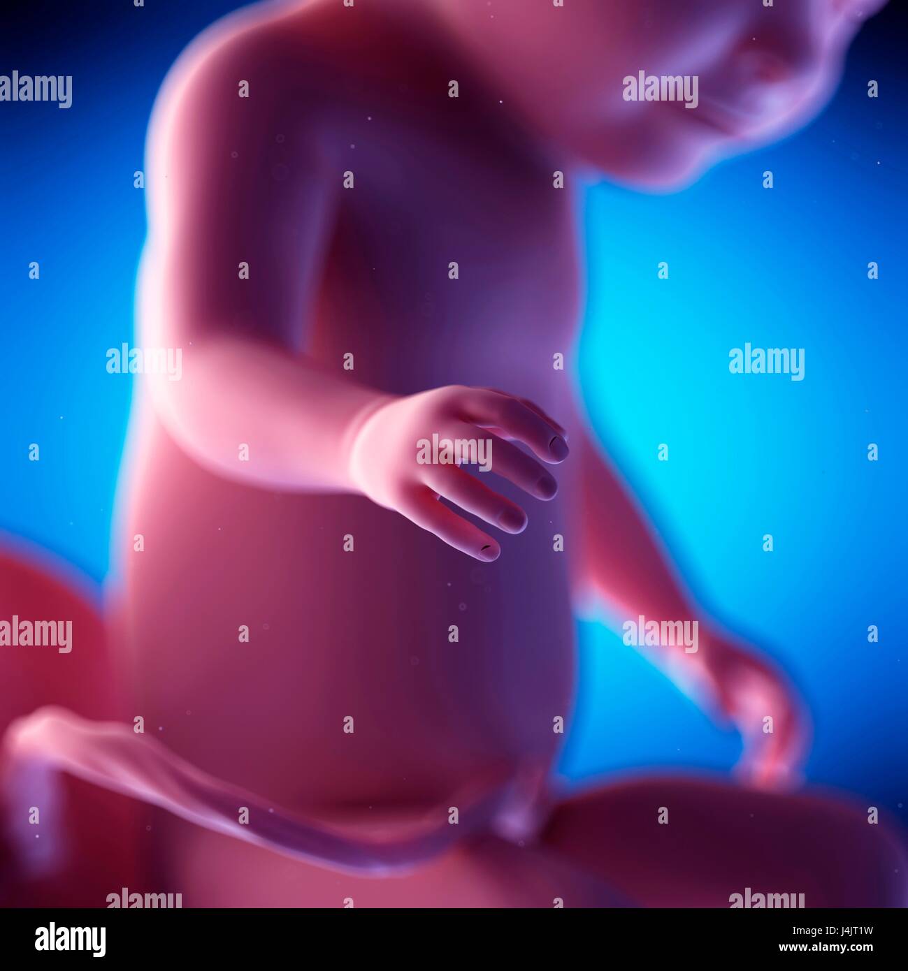 Foetus humain à la semaine 31 de la gestation, de l'illustration. Banque D'Images