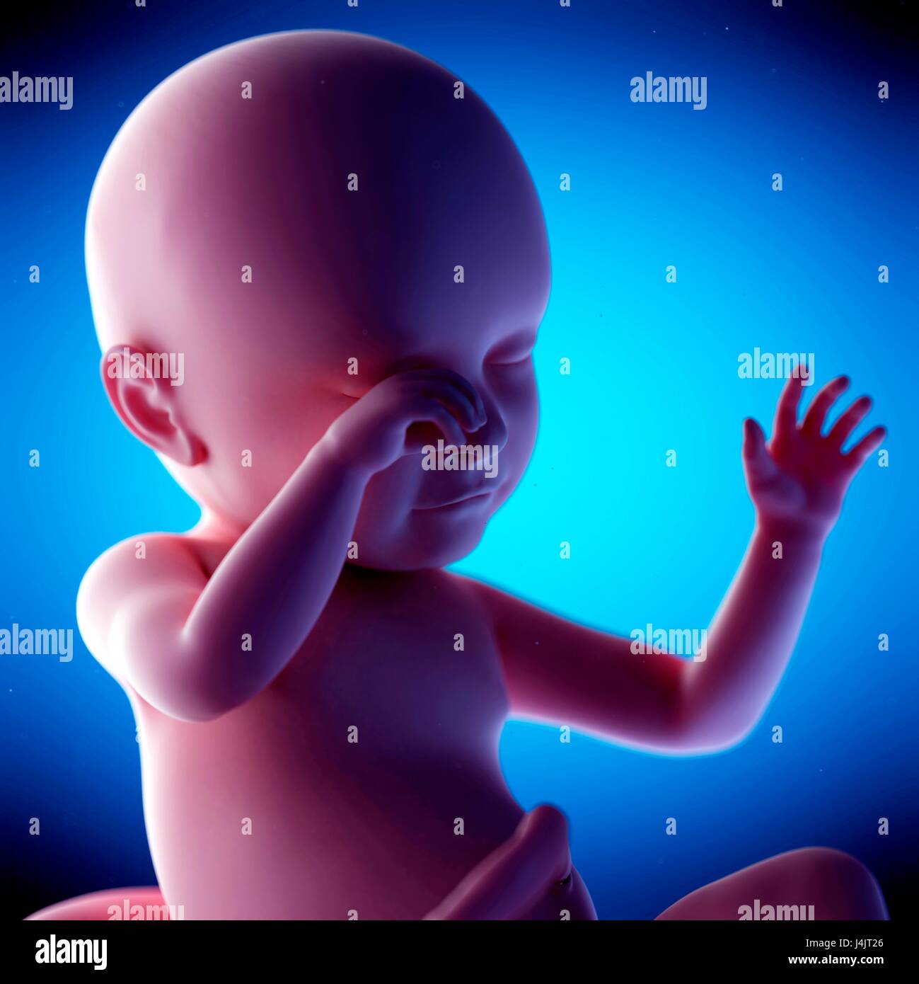 Foetus humain à la semaine 39 de la gestation, de l'illustration. Banque D'Images