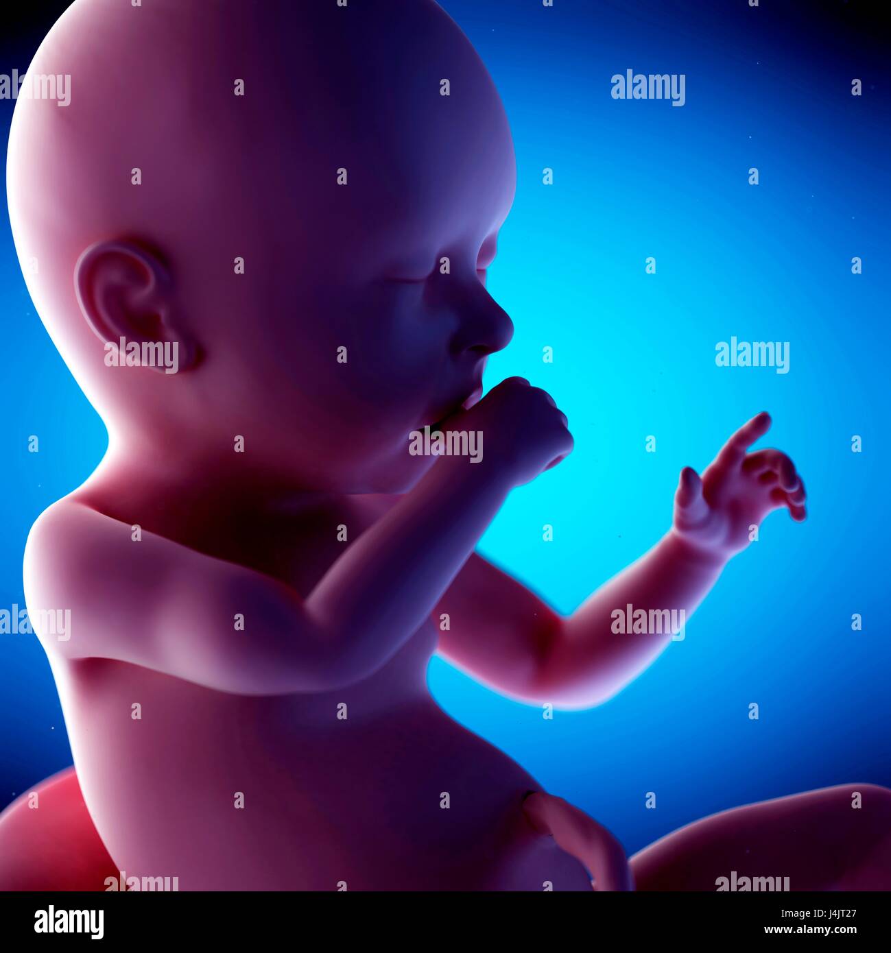 Foetus humain à la semaine 40 de la gestation, de l'illustration. Banque D'Images