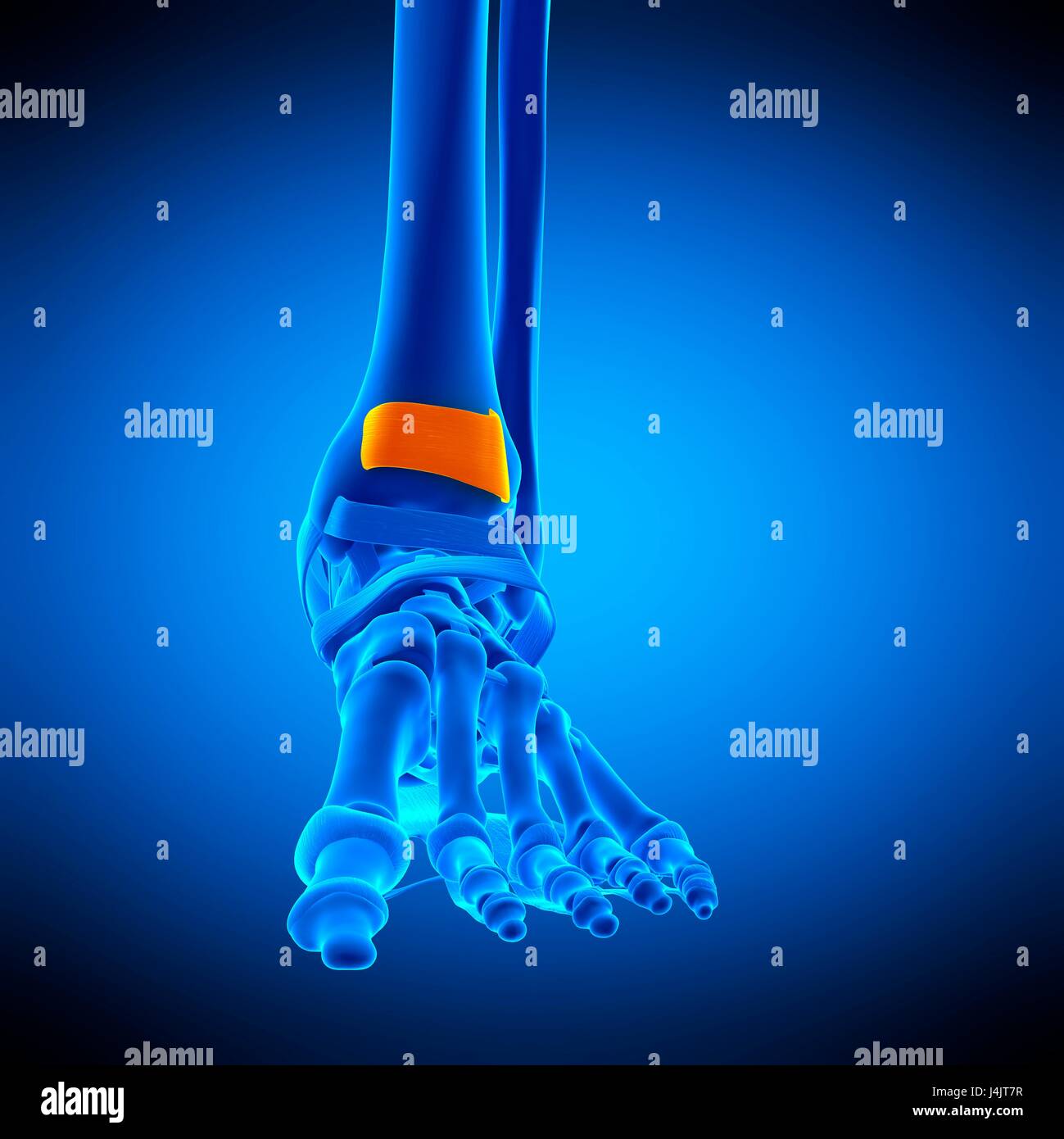 Illustration de la supérieure de l'extenseur rétinaculum. Banque D'Images