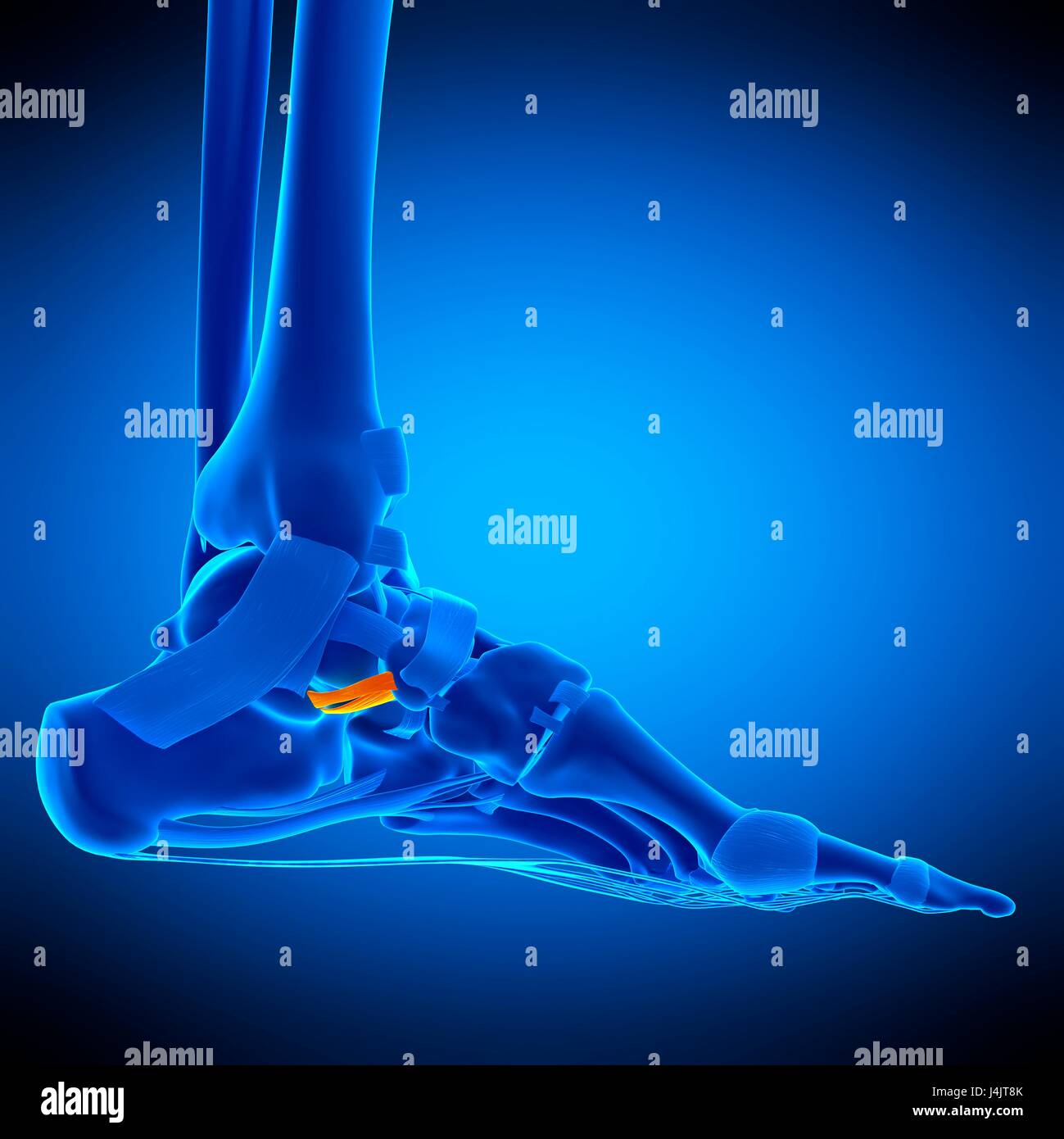 Illustration de calcaneonavicular ligament. Banque D'Images