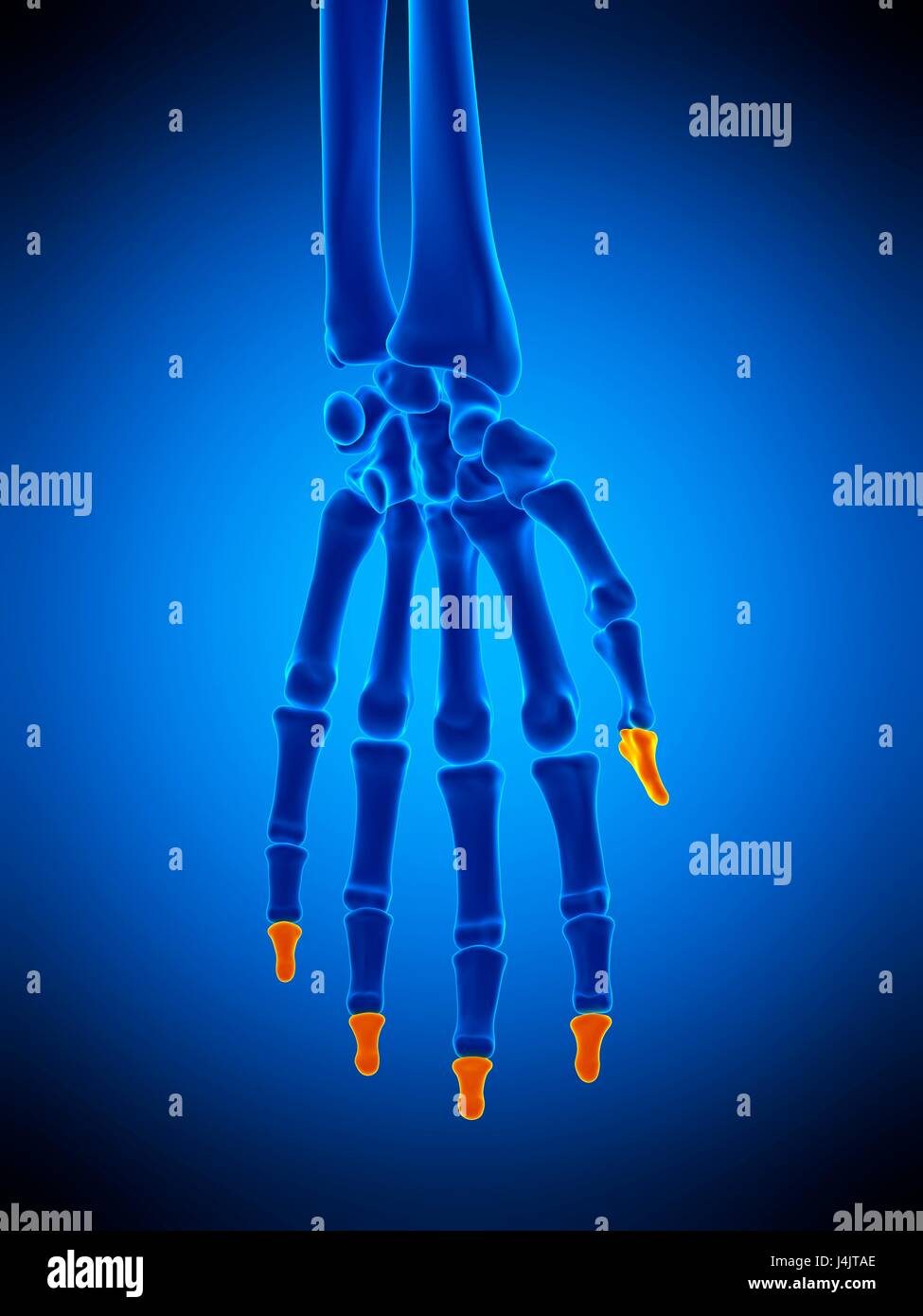 Illustration des phalanges distales des os. Banque D'Images