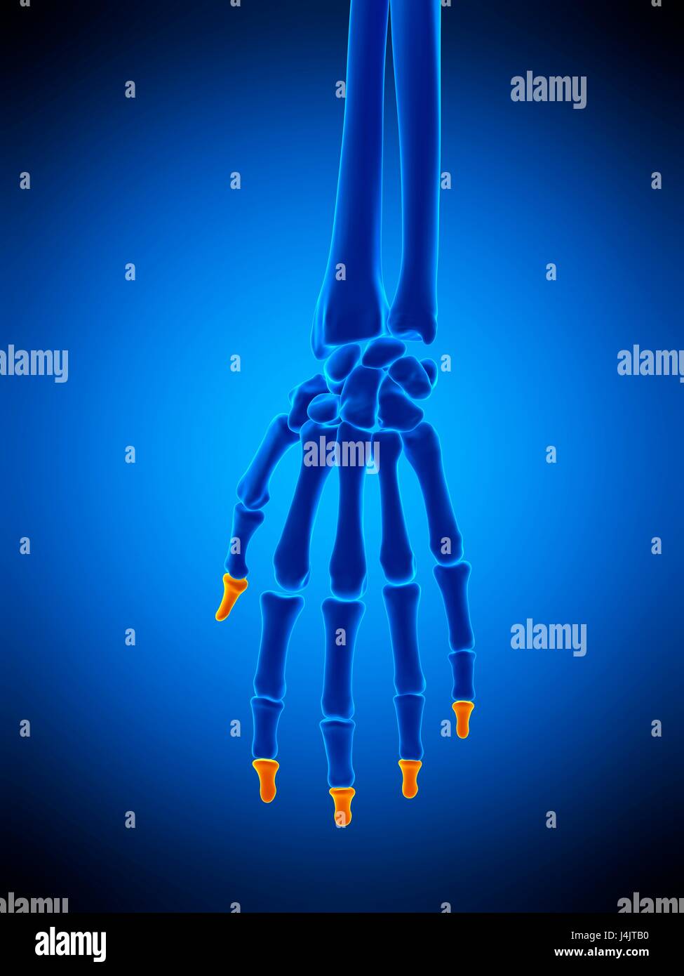 Illustration des phalanges distales des os. Banque D'Images