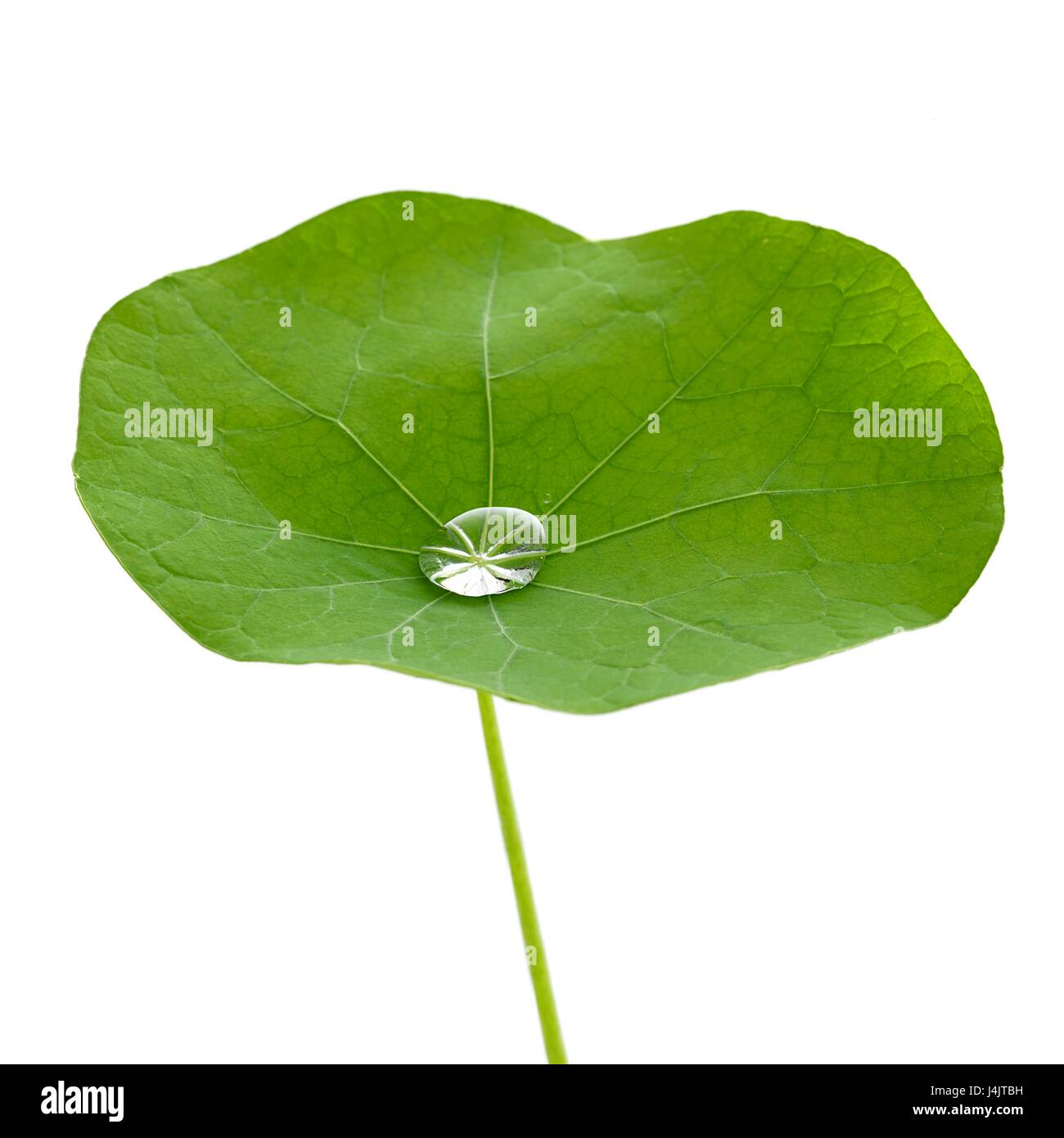 Feuilles de capucines avec goutte d'eau. Banque D'Images