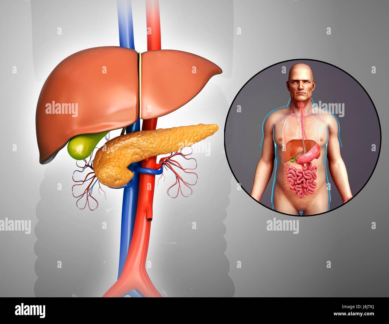 Illustration de l'anatomie du foie et du pancréas. Banque D'Images
