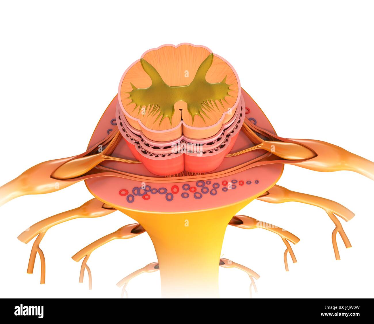 Illustration d