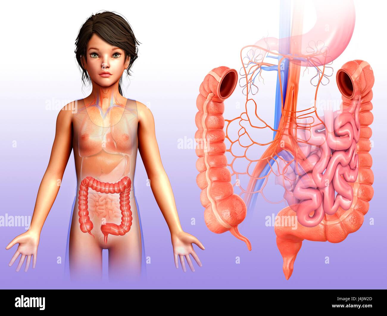 Illustration de l'anatomie d'un gros intestin de l'enfant. Banque D'Images