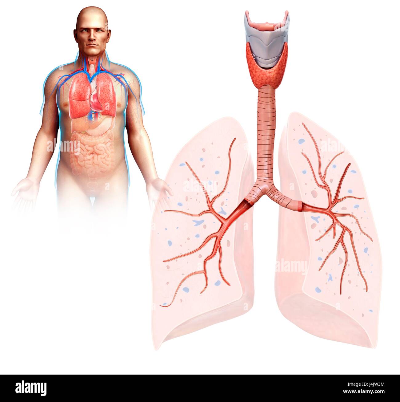 Illustration de l'anatomie pulmonaire humain. Banque D'Images
