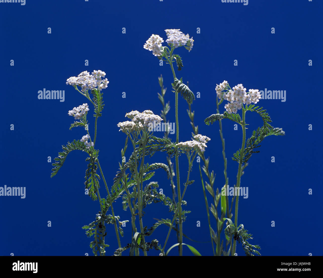 Schafgarbe, Achillea millefolium, fleurit la nature, botanique, flore, plantes, fleur, herbe de tranchée commune, Schafgarbe, plantes médicinales, plantes médicinales, plantes aromatiques, plantes de médicament, médicaments, Schafgarbenblüten la nature, plantes fleurs en osier, Asteraceae, composées, Achillea, gerbe, Gerwel Garbewurz, herbe, la main de Dieu, barbecue, herbe du bon soldat juif, Schafzungen Achillenkraut, inflorescence, de juillet à août, d'herbes, de mai à juin Banque D'Images