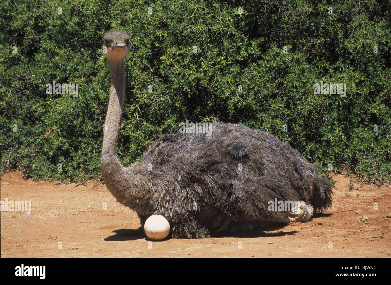 L'Afrique du Sud, Western Cape, petit Karoo, Oudtshoorn, portes haute Ostrich farm, tas, s'asseoir, mark egg RSA, Afrique, Afrique du Sud, province du Cap Ouest, pays de West Cape, Karru, Straußenfarm, Struthio camelus, animaux, animal, oiseau, oiseaux, à Vogel's bunch, Vogel's bunch, voler les oiseaux, oiseaux coureurs, Steppenvogel, oiseaux de steppe, les vols d'incapable, marquage, attention, Hatch, incuber Banque D'Images