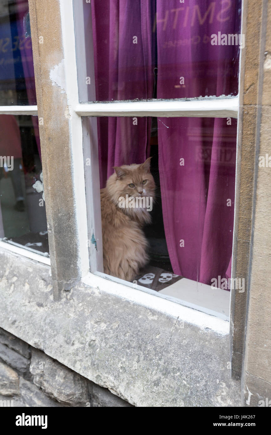 Chat Angora derrière une fenêtre dans Jack Black Street, Cirencester, Gloucestershire, Angleterre Banque D'Images