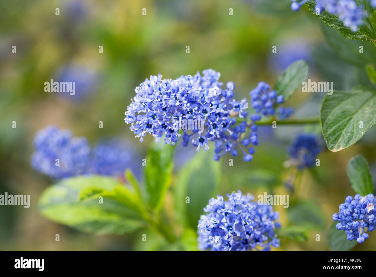 Ceanothus 'El Dorado' fleurit au printemps. Banque D'Images