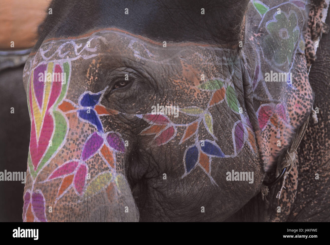 L'Inde, Rajasthan, Jaipur, éléphant indien, Elephas maximus Bengali's sis, chef, peintures, détail d'Asie, d'animaux, animaux de compagnie, animaux sauvages, mammifères, les animaux, le tronc des animaux, pachydermes, mammifères terrestres, les éléphants, l'éléphant, de randonnée, attraction touristique Banque D'Images