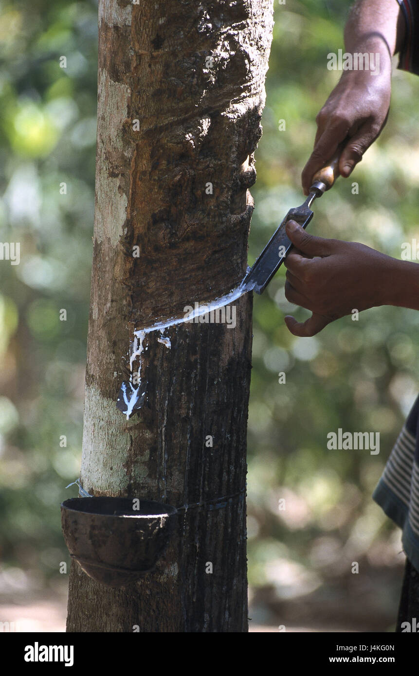 L'Inde, le Kerala, Periyar, gum tree, man's hands, outils, fente, détail de l'Asie, l'Asie du Sud, de l'Hindi Bharat, Südwestindien, plante, arbre, tronc, Maulbeergewächs, Ficus elastica, l'Inde, l'Inde en caoutchouc, caoutchouc caoutchouc fournisseur Inde récolte, rayures, fuite, captures, peel ralliement Banque D'Images
