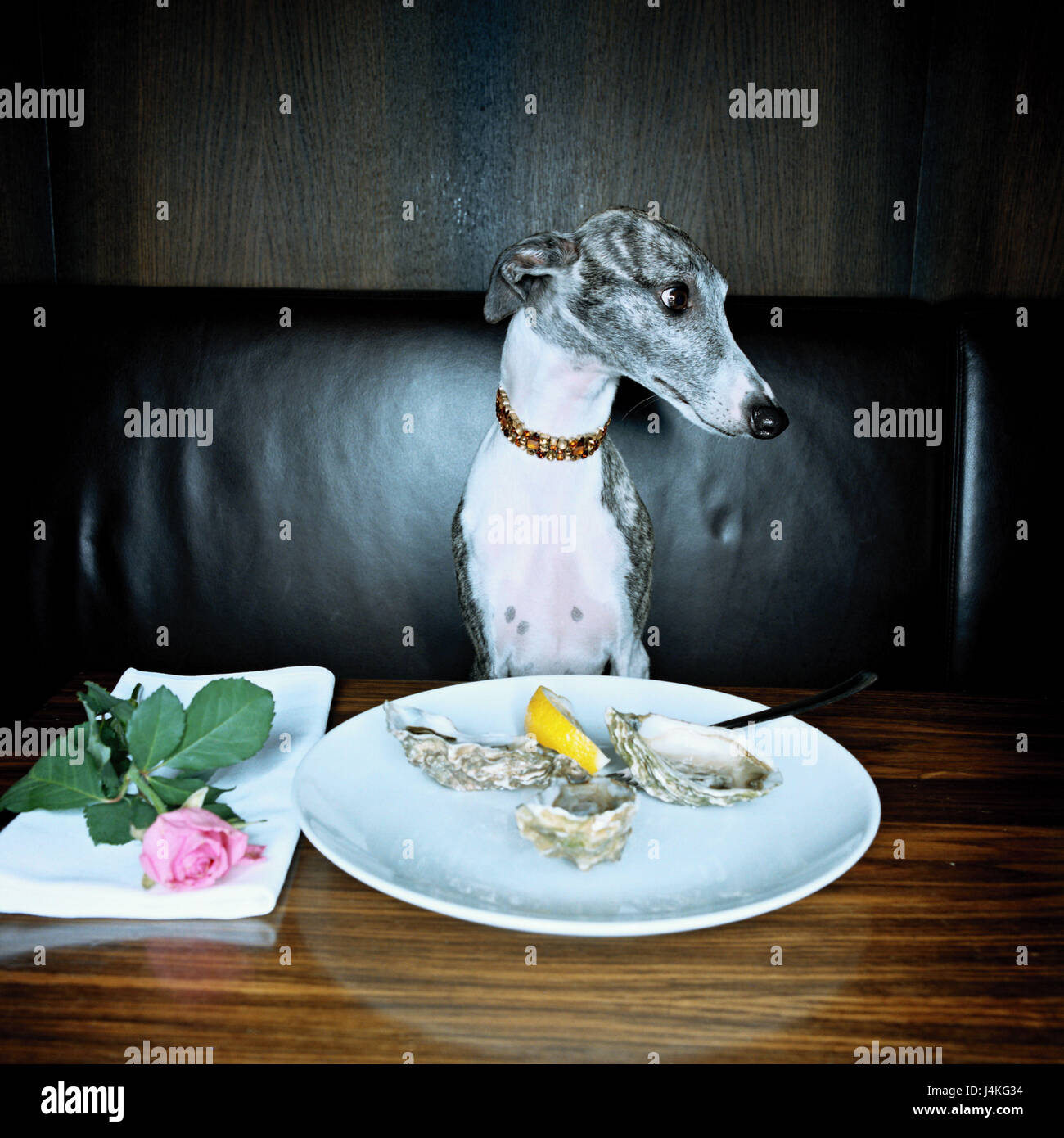 Restaurant, chien, whippet, tableau, tableau, plaque, Huîtres Moules, spécialité, finesse, luxe, luxe, luxe, exclusivement vit, cher, de richesse, d'un mammifère, Greyhound, animal de compagnie, chien de compagnie, chien d'accompagnement, fait inhabituel, Exaltiertheit, décadence, humanisation, serviette, rose, fleur Banque D'Images
