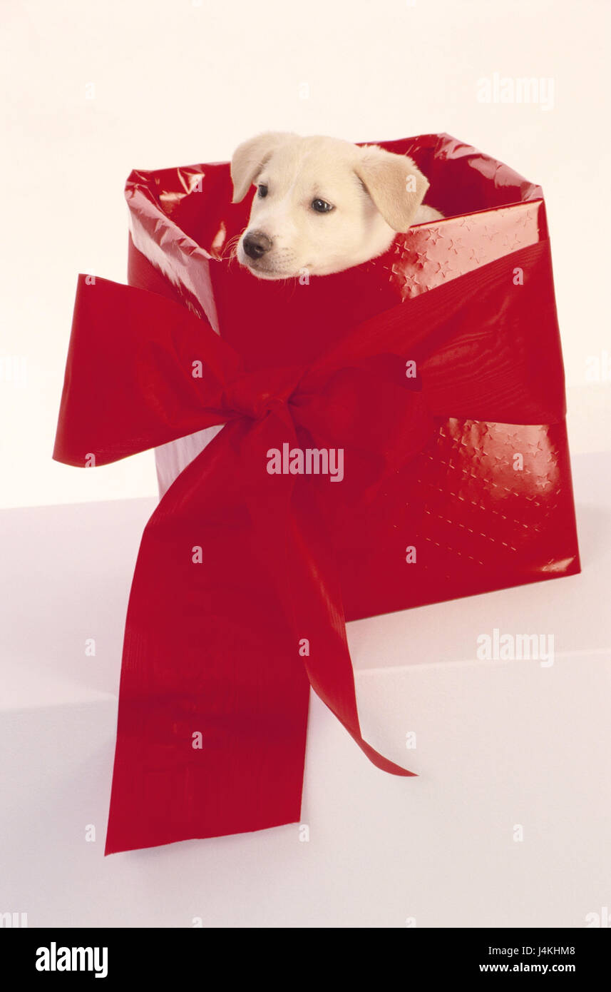 Dog Puppy Carton Boucle Present Donner Cadeau De Noel D Animaux Chien Chiot Beige Couleurs Vives Jeune Petite Douce Cadeau Carton Rouge L Innocence La Fatigue Carton Enveloppe Cadeau Ruban D Emballage Anniversaire Anniversaire Surprise