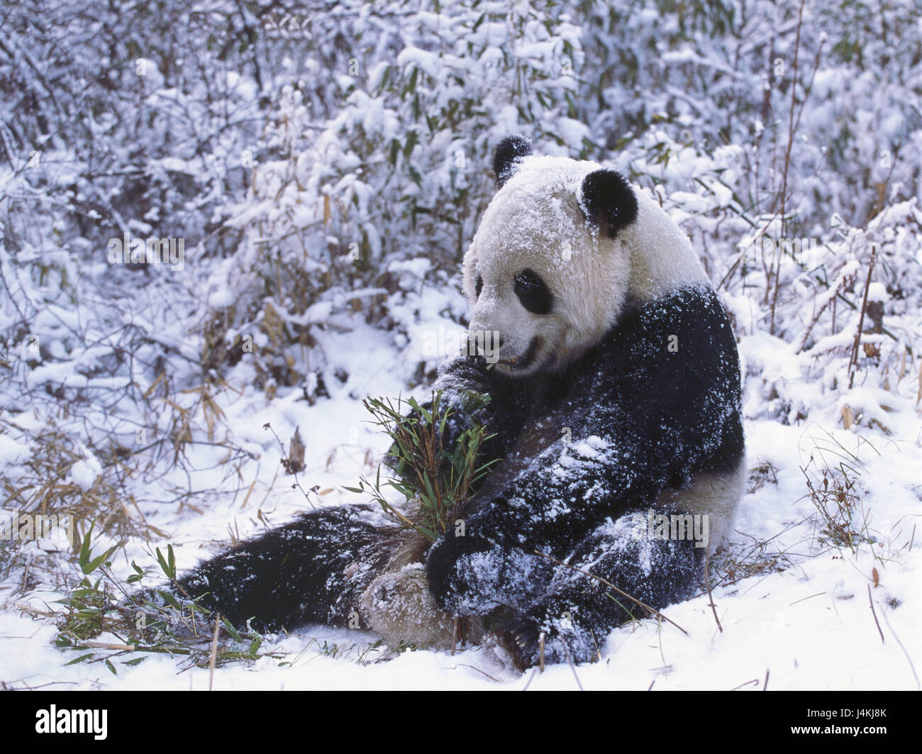 Le bois, grand panda, Ailuropoda melanoleuca, s'asseoir, de bambou, de l'ingestion, l'hiver, le monde animal, la faune sauvage, animal, mammifere, predator, cat's bear, panda, panda, panda, espèce animale, met en danger, menace, la protection des espèces menacées, la neige Banque D'Images