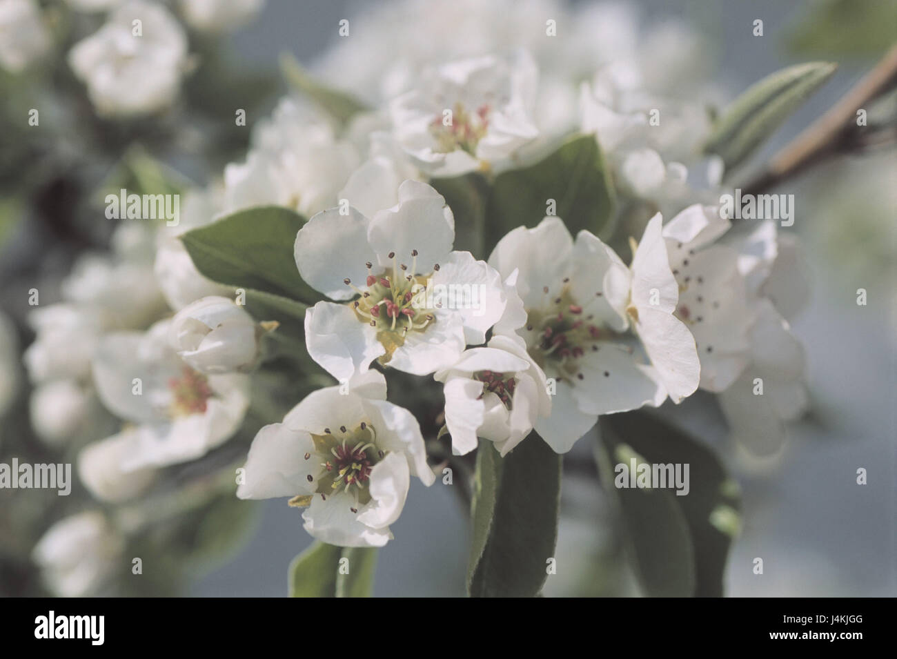 Pear Tree, branche, détail, les fleurs, d'arbres d'arbres à larges feuilles, fruit-tree, Pyrus communis, branche, fleur, fleurs, fruits blancs, pear tree blossoms, rose est une plante, bois, pommes, printemps printemps Banque D'Images