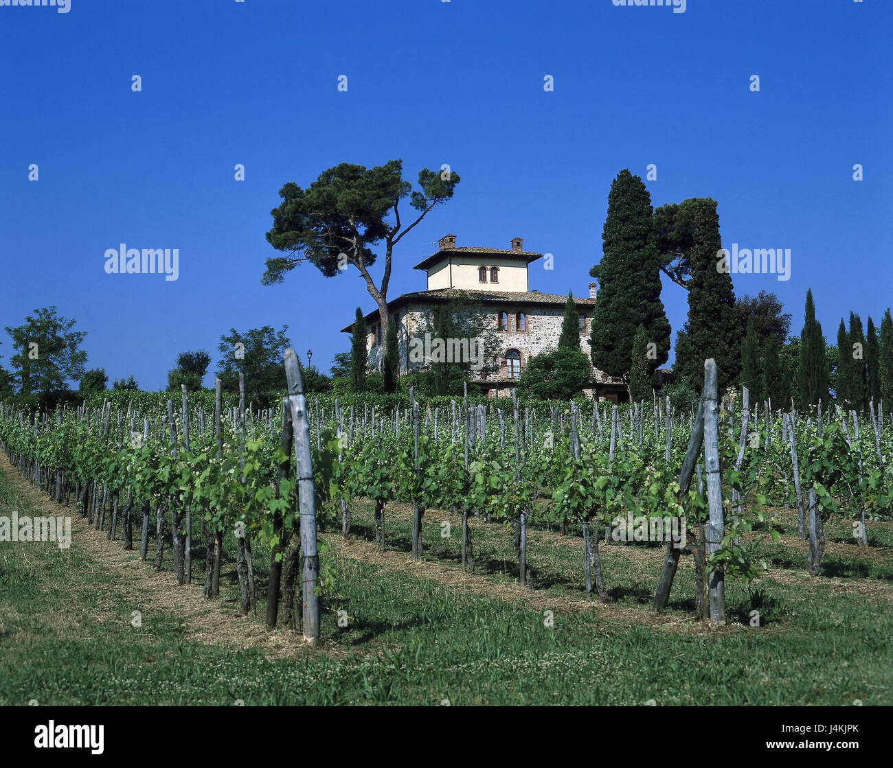 Italie, Toscane, vigne, vignoble, près de San Gimignano à l'extérieur, l'été, l'aire de production, province de Sienne, vignes, vignes, vignes, de la viticulture, de l'économie, vignes, oliviers, de cyprès, de l'agriculture Banque D'Images