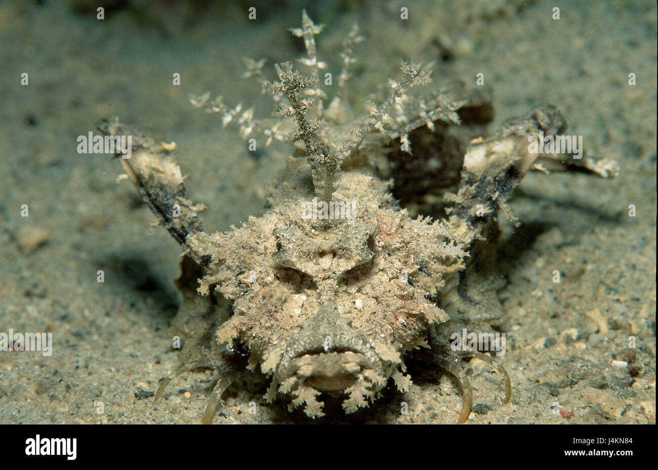 Poisson du diable, devil-scorpion, poissons Inimicus caledonicus Banque D'Images