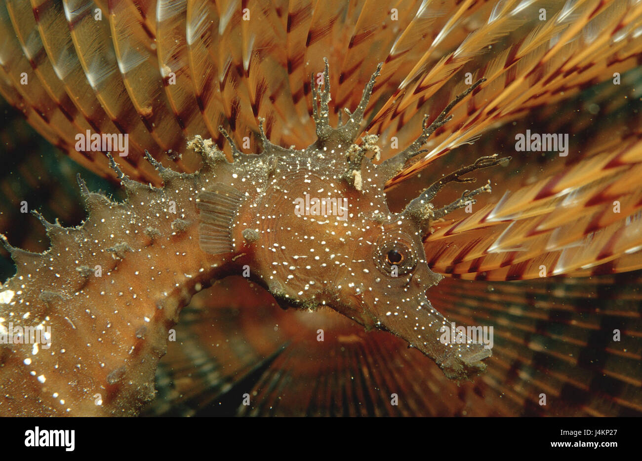 Langschnäuziges, hippocampes Hippocampus guttulatus, ver à tube Banque D'Images