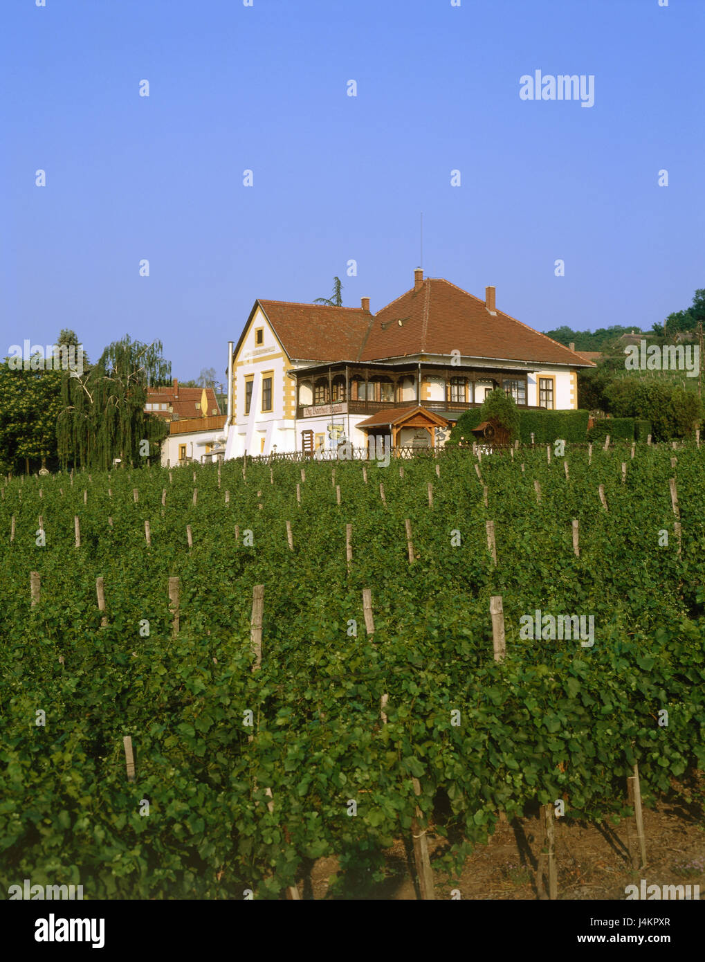 La Hongrie, la région de Veszprém Megye, près Badacsony, vignoble, Vignes, maison de l'Europe, l'économie, de la viticulture, vignoble, vignes, bâtiments, bonne maison, maison d'habitation, la propriété, la possession, la production, le vin Banque D'Images