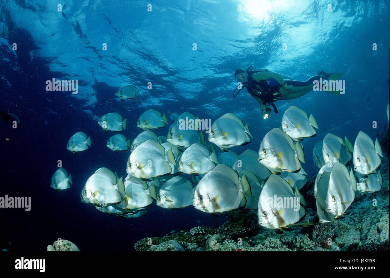 Poissons Platax pinnatus, chauve-souris, les plongeurs Banque D'Images