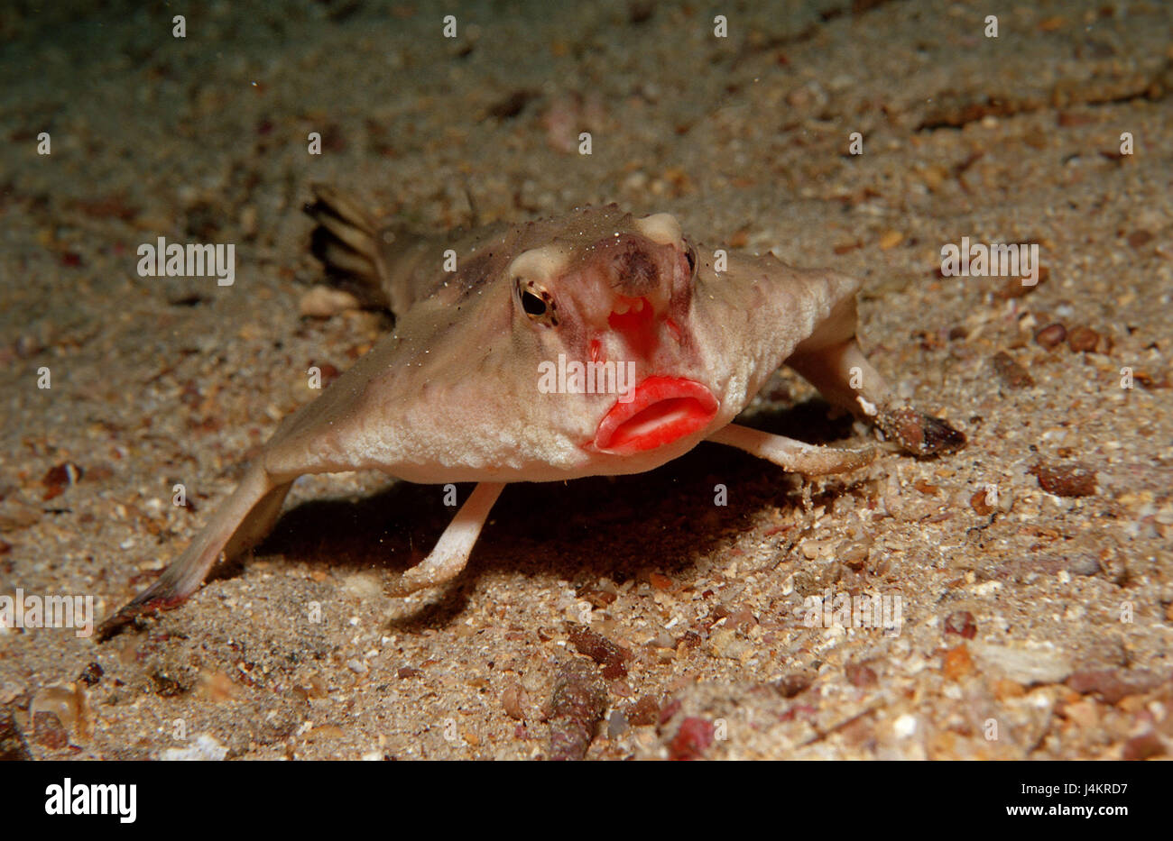 Lèvres rouge-bat fish, Ogcocephalus darwini Banque D'Images